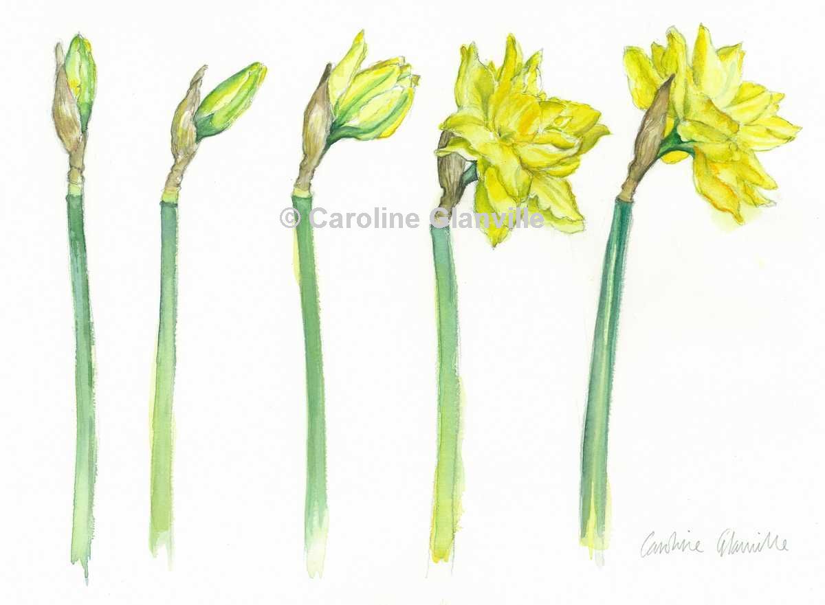 Daffodils, painting by Caroline Glanville